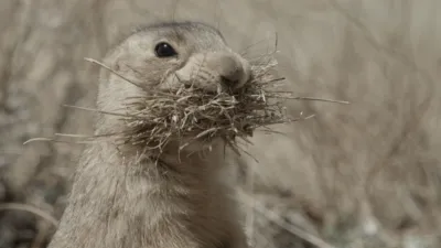 thumbnail - S1:E4 Family Affair