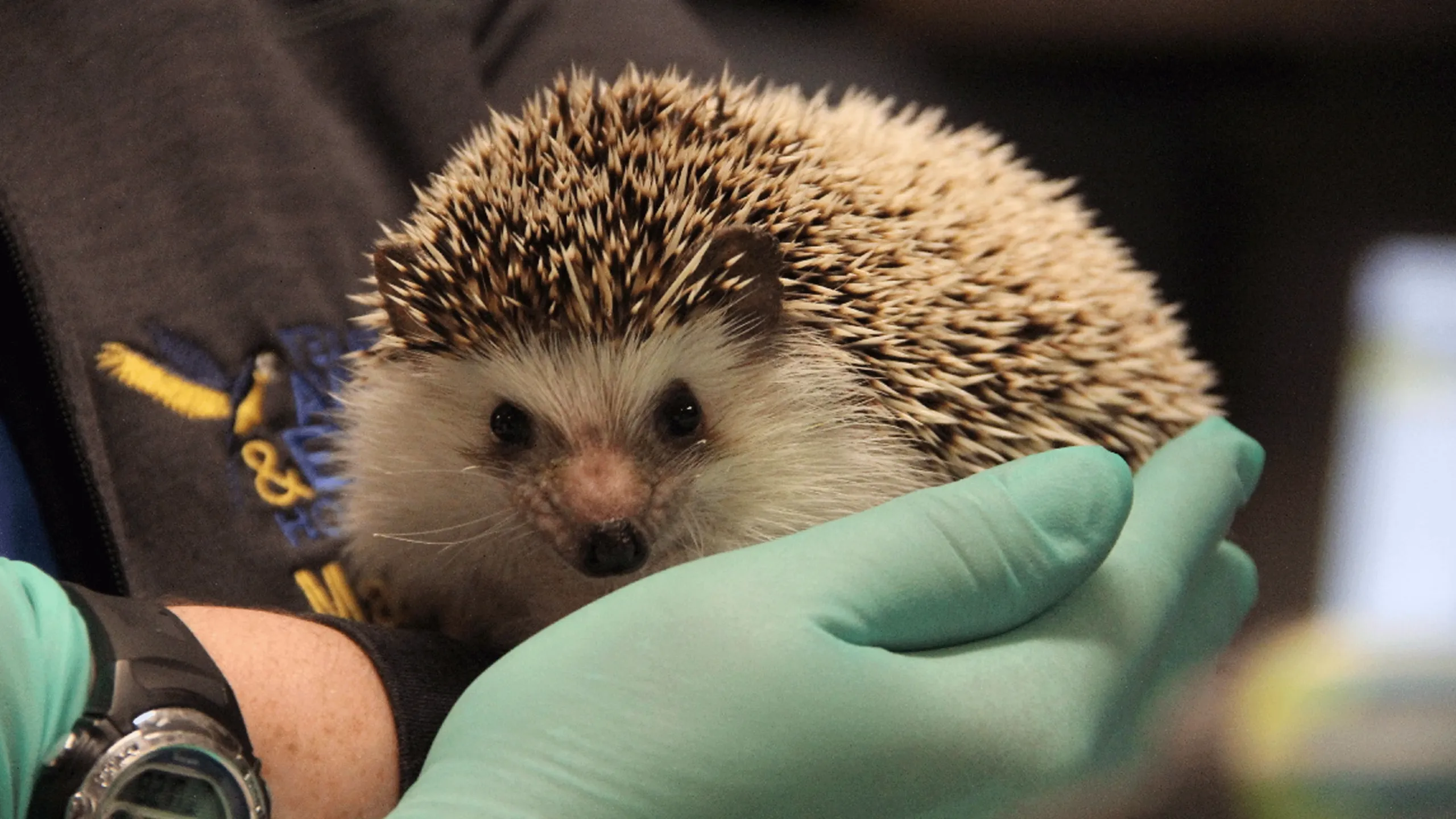 thumbnail - S1:E1 The Terrible Turkey Trot