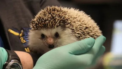 thumbnail - S1:E1 The Terrible Turkey Trot