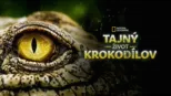 thumbnail - Tajný život krokodílov
