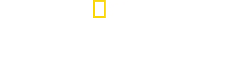 Triff die Schimpansen