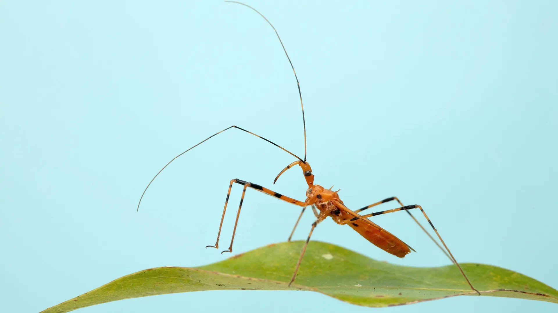 A Real Bugs Life Wonderland