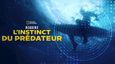 thumbnail - Requins : L'instinct du prédateur