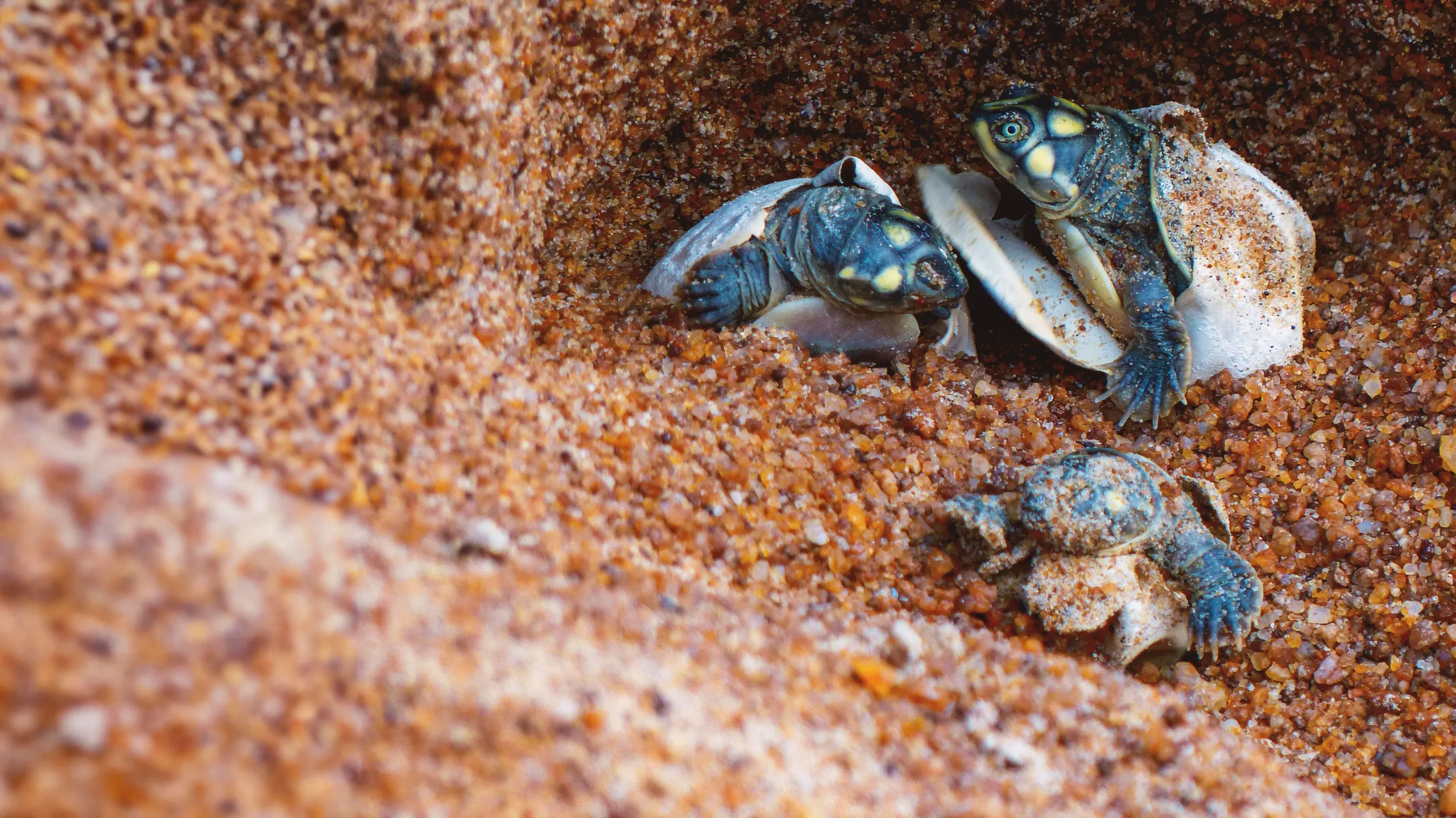 Turtle Hero: Ein Leben Fur Die Schildkroten