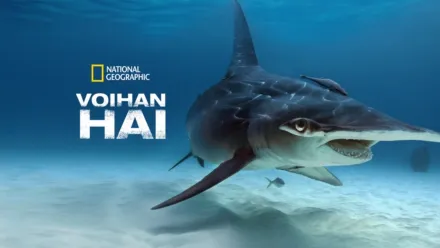 thumbnail - Voihan hai