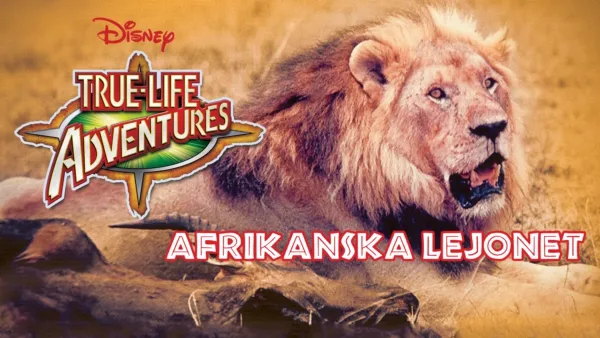 thumbnail - Afrikanska lejonet