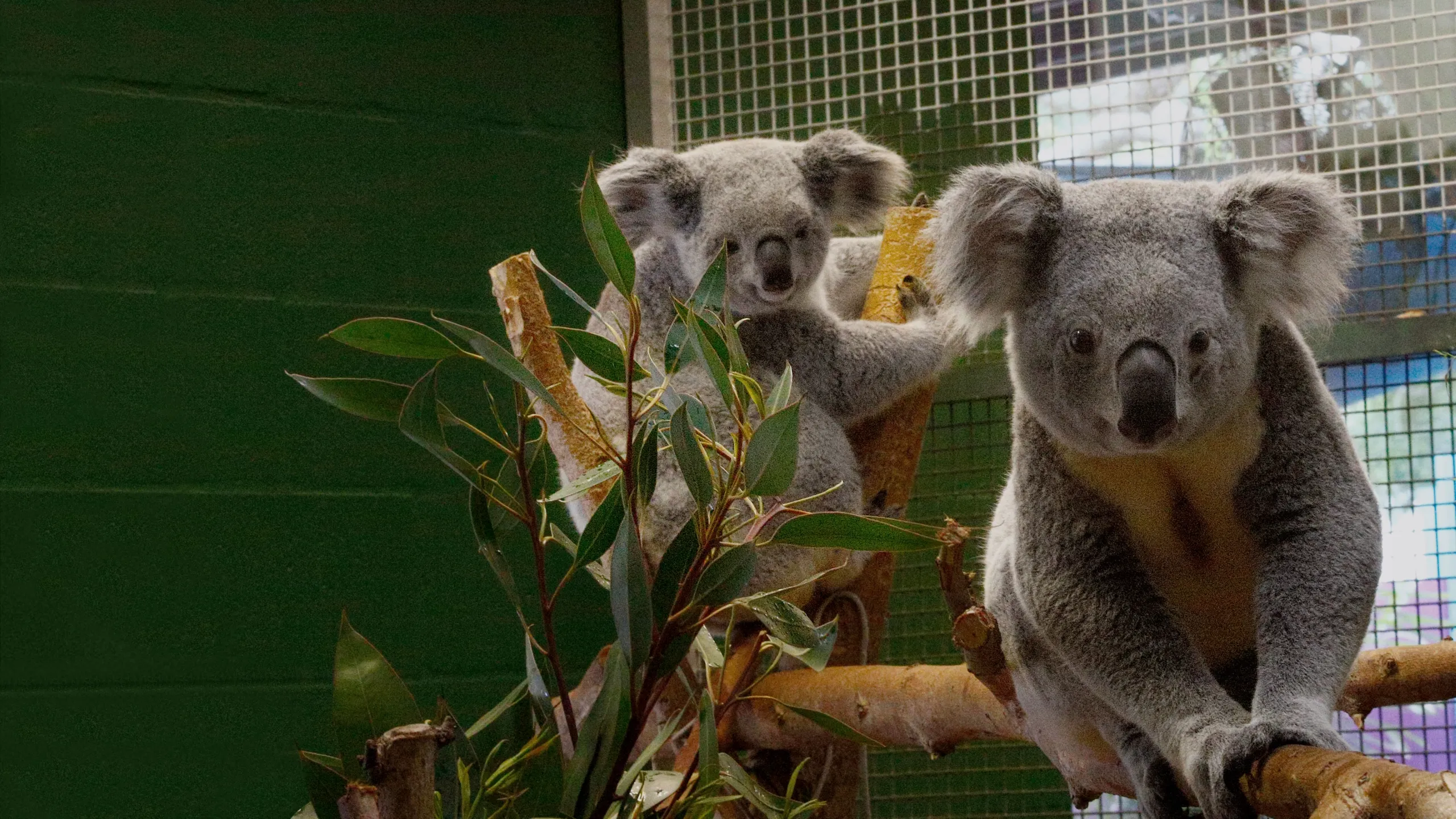 Los secretos del zoo: Tampa