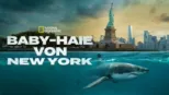 thumbnail - Baby-Haie vor New York