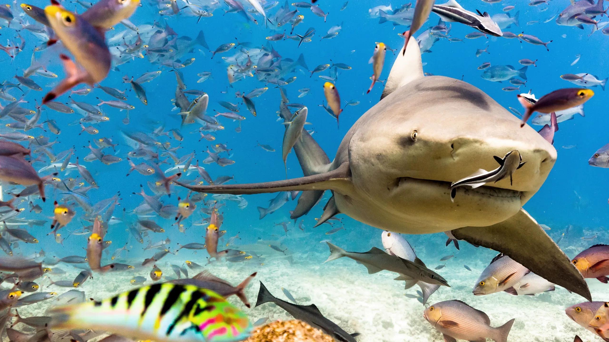 World's Biggest Bullshark