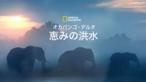 thumbnail - オカバンゴ・デルタ 恵みの洪水