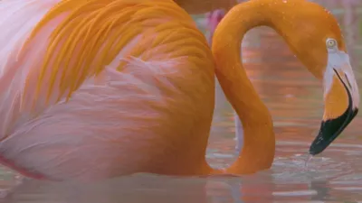 thumbnail - S5:E1 Flock Star