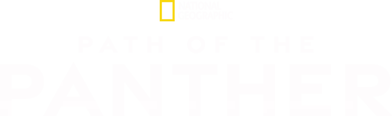 Path of the Panther