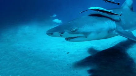 Tiburones desde el Cielo