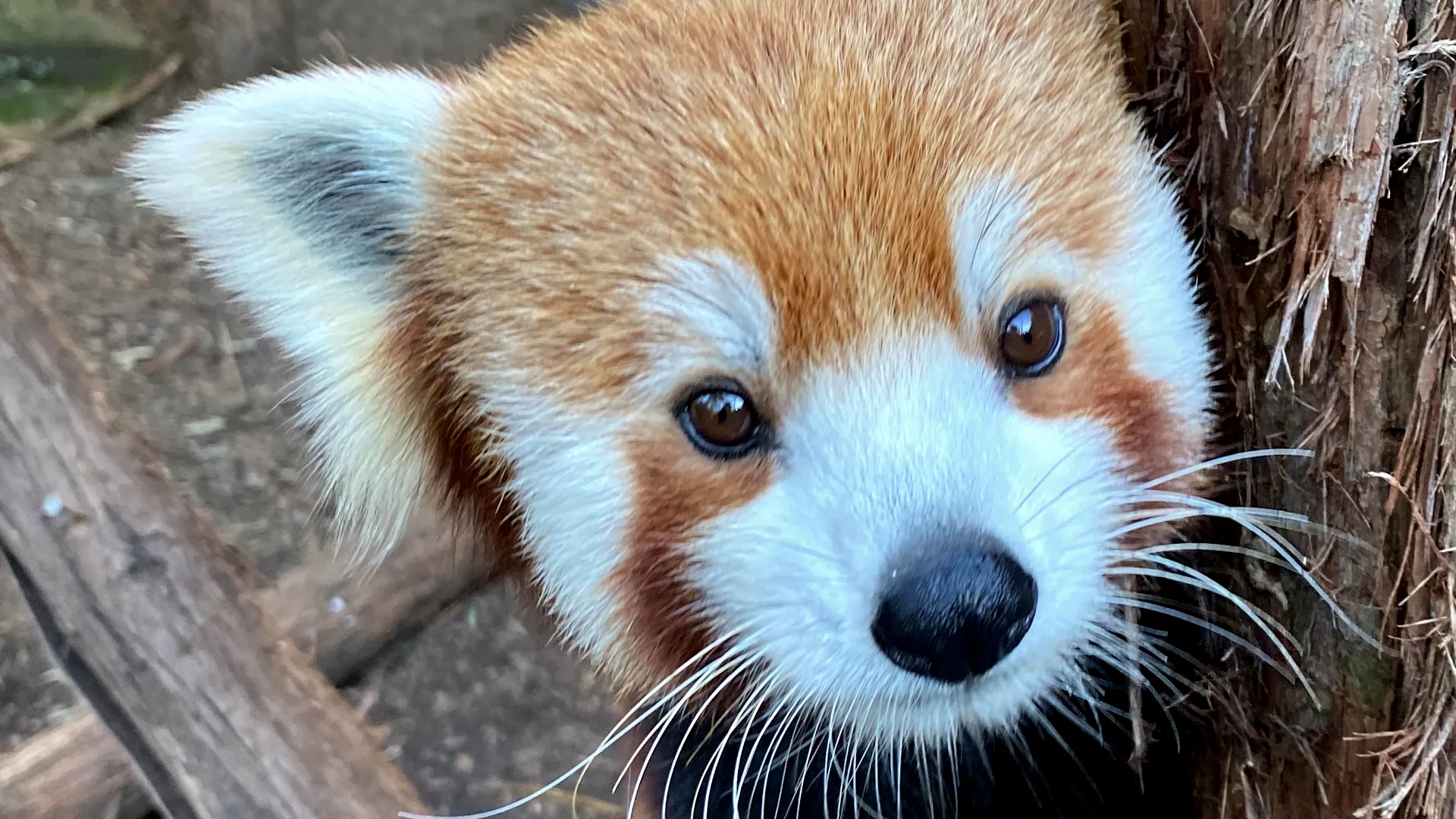 thumbnail - S2:E9 Battle of the Bellows