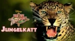 thumbnail - Jungelkatt
