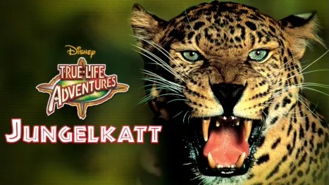 thumbnail - Jungelkatt