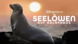 thumbnail - Seelöwen auf Galapagos