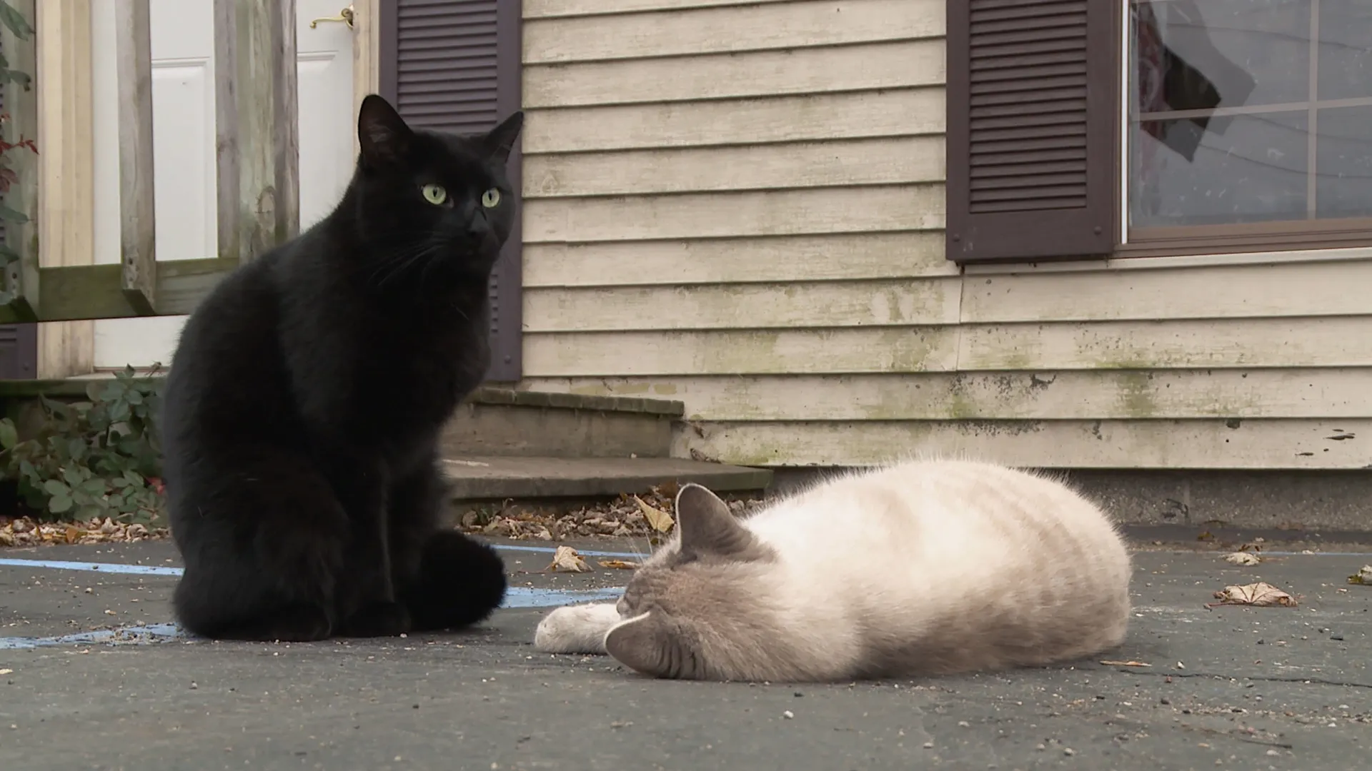 thumbnail - T13:E5 New Cats on the Block