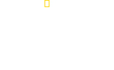 Cei mai iubiți rechini