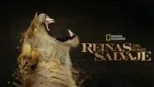 thumbnail - Reinas del mundo salvaje
