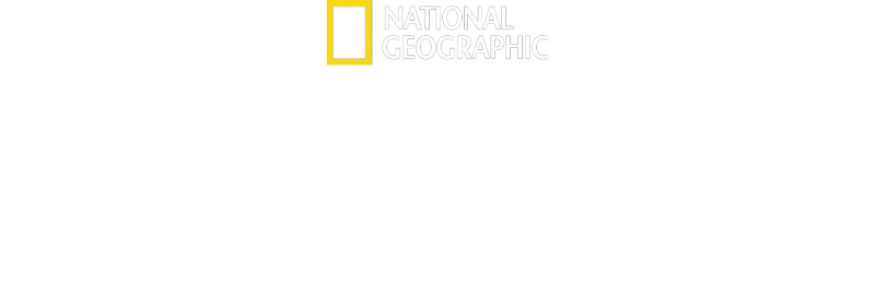 Şempanzelerin Dünyası