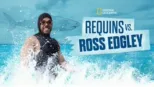 thumbnail - Ross Edgley vs Requins