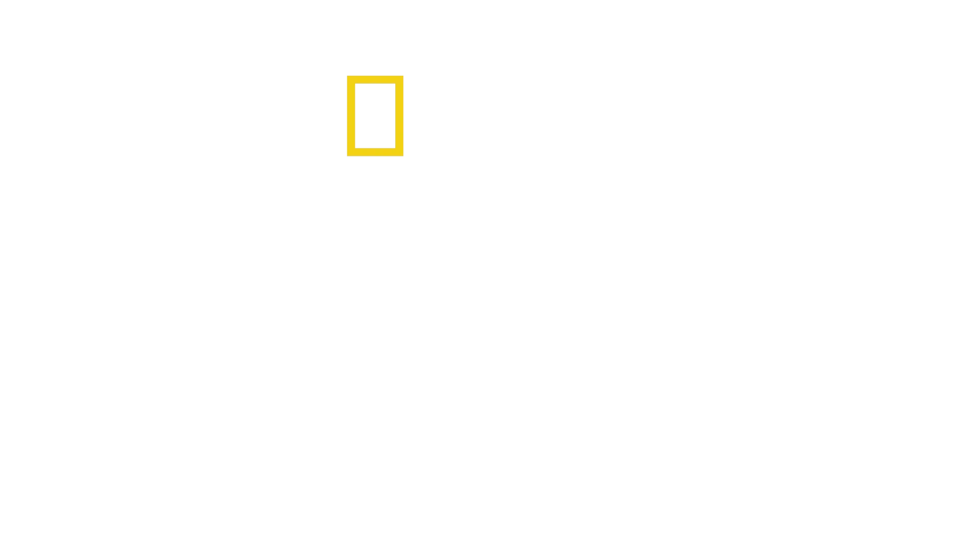 Les secrets des éléphants
