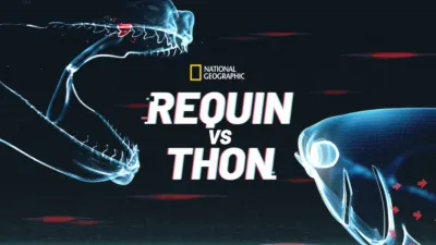 Requin VS Thon