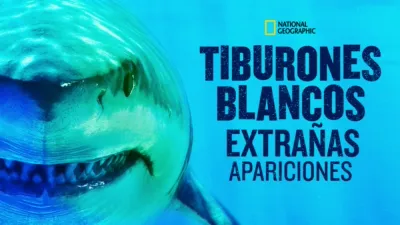 World's Biggest Great White?