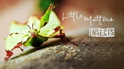 Little Matters: Insects