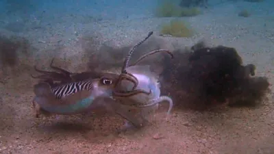 thumbnail - S6:E3 Eat, Prey, Kill