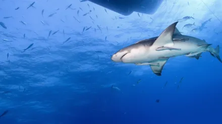 Saved from a Shark