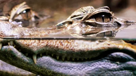 Geheimnisse der Nilkrokodile
