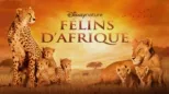 thumbnail - Félins d’Afrique