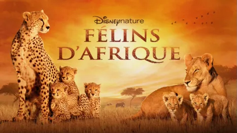 thumbnail - Félins d’Afrique