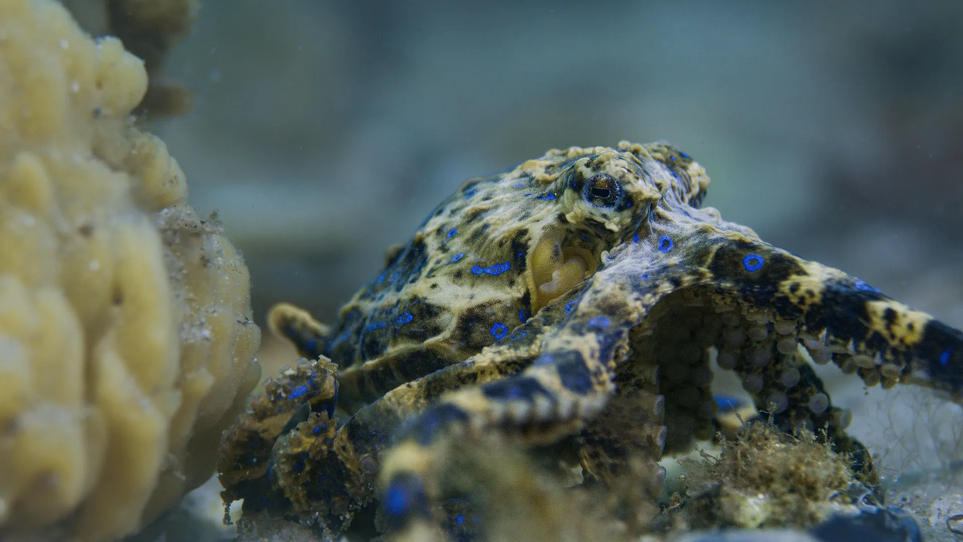 Secrets of the Octopus