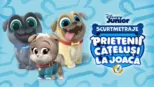 thumbnail - Prietenii cățeluși la joacă