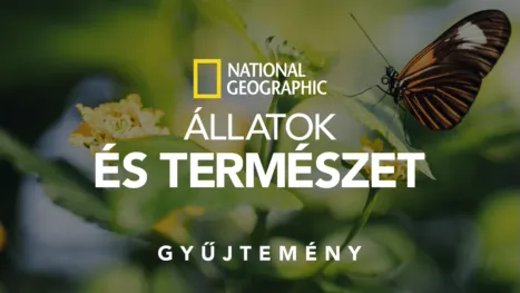 thumbnail - National Geographic – állatok és természet