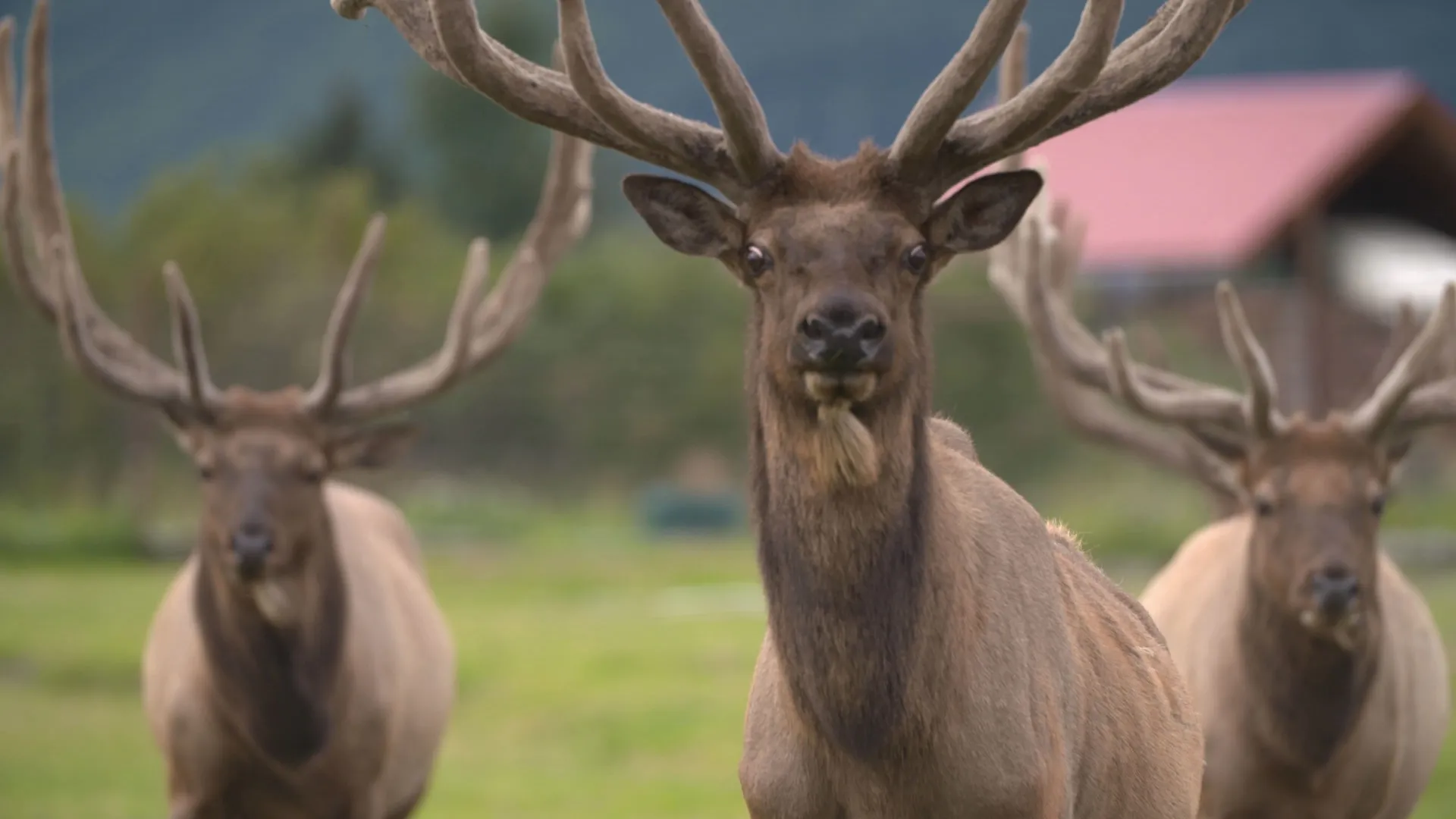 thumbnail - S2:E5 Duck, Duck, Moose!
