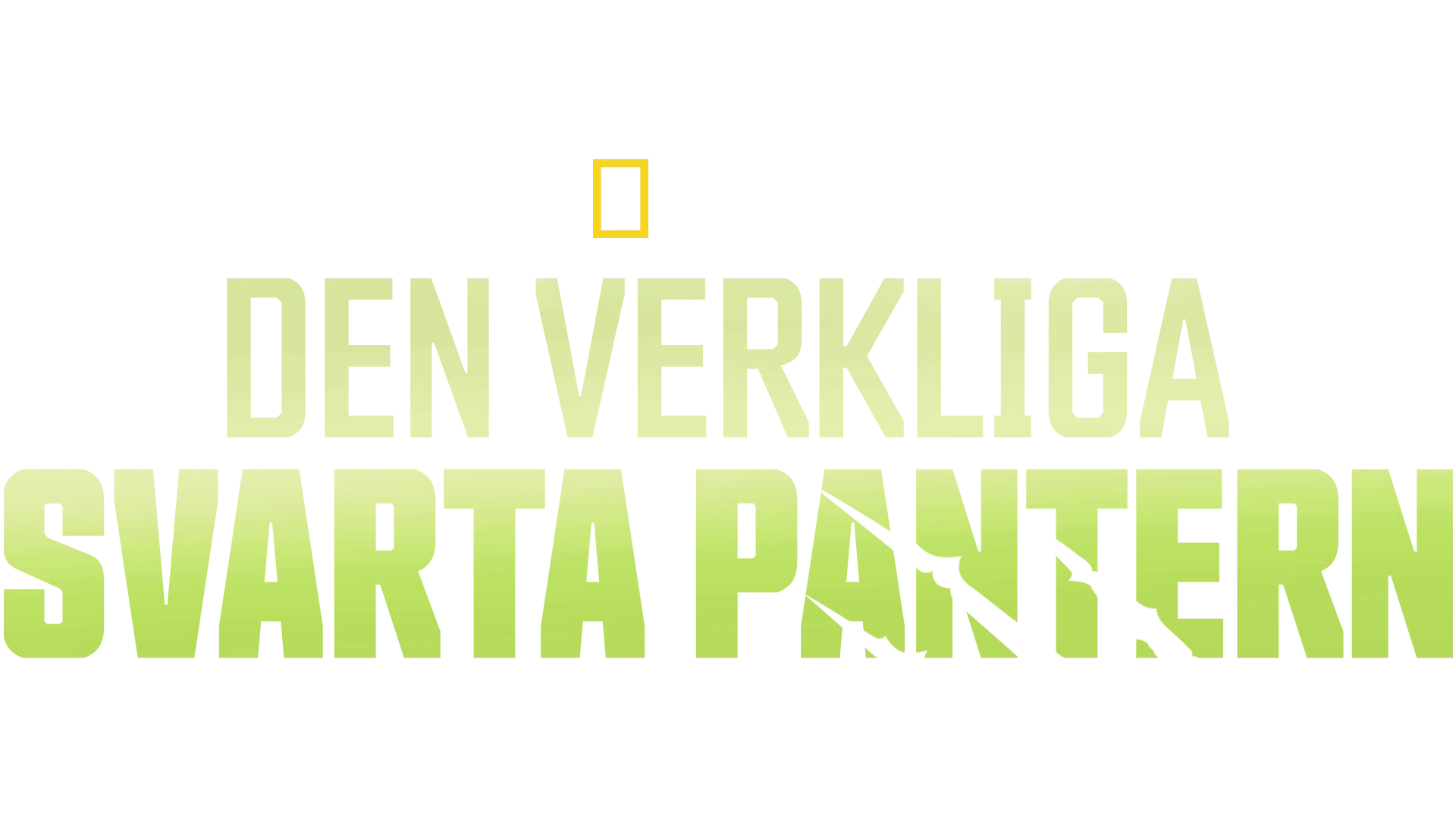 Den verkliga svarta pantern