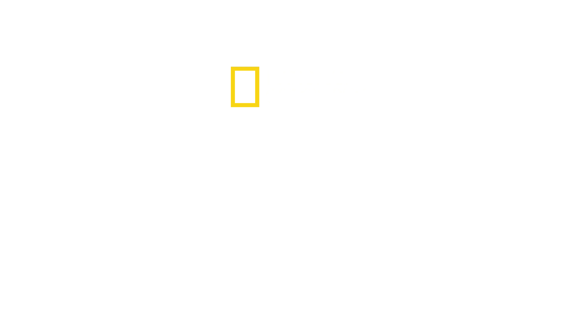 Yavru Köpekbalıkları
