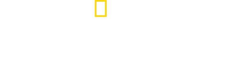 Yavru Köpekbalıkları