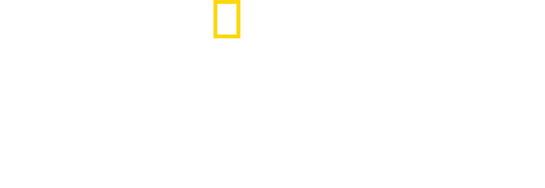 Yavru Köpekbalıkları