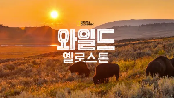 thumbnail - 와일드 옐로스톤