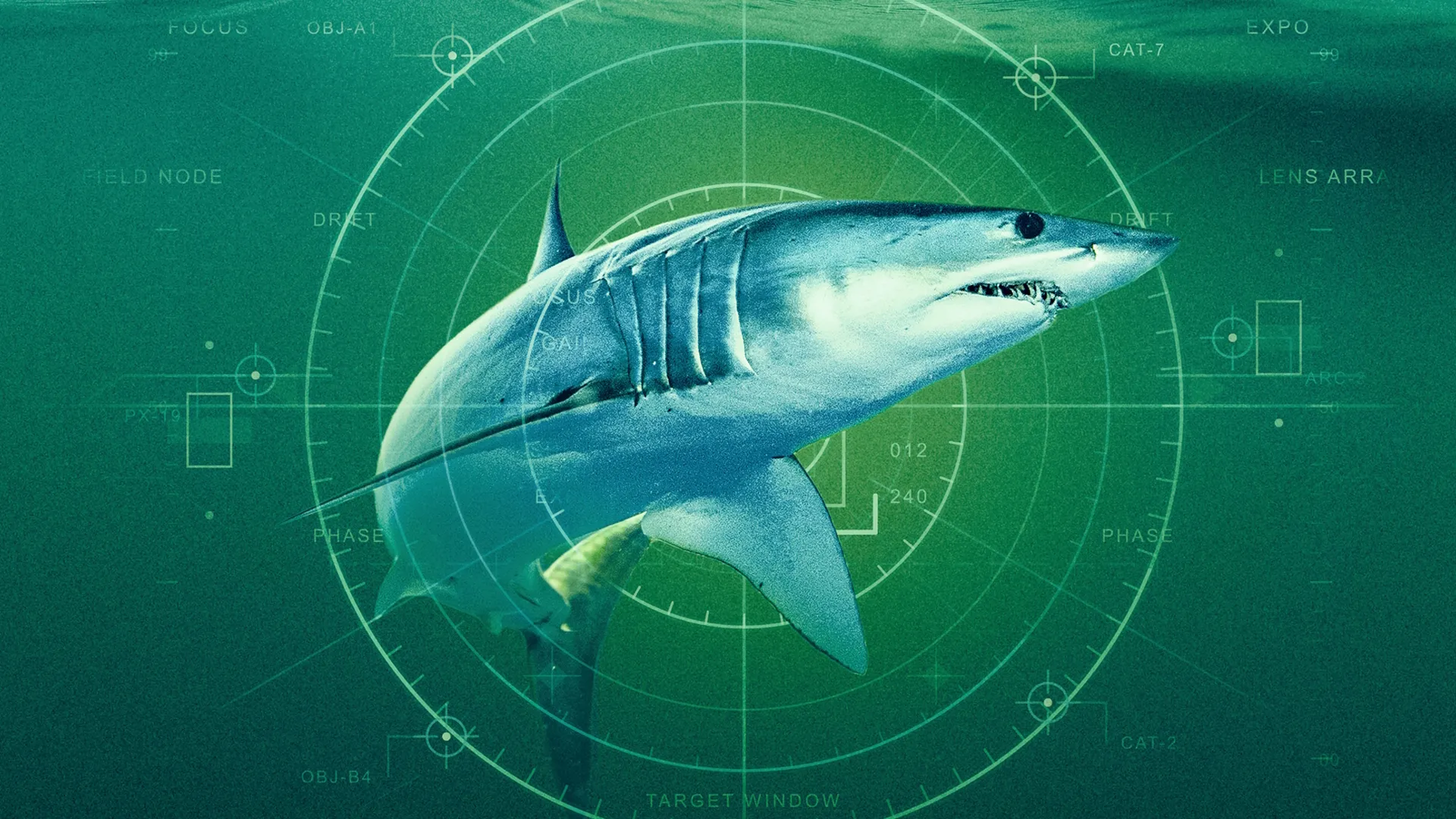 This image is a promotional graphic for a documentary titled "Dünyanın En Büyük Mako Köpekbalığı" (The World's Largest Mako Shark)