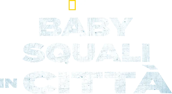 Baby Squali in Città