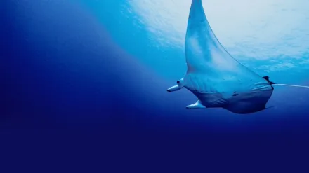 Deep Sea Killers