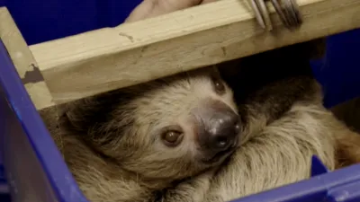 thumbnail - S1：第6話「カタフーラレパードドッグ:異物除去術」