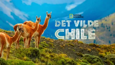 thumbnail - Det vilde Chile
