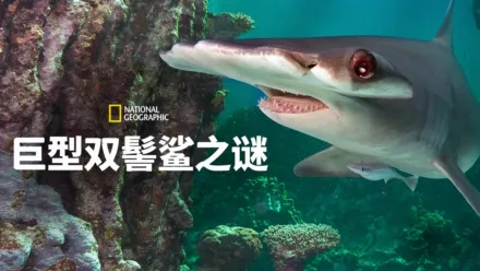 thumbnail - World's Biggest Hammerhead?